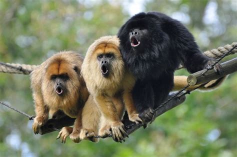 Black Howler monkeys (Alouatta caraya) are one of 15 species of howler ...