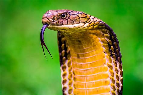 Are Snakes Reptiles? - WorldAtlas