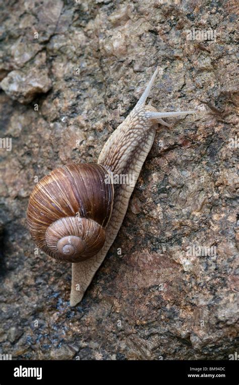 Edible Snail | Helix pomatia Stock Photo - Alamy