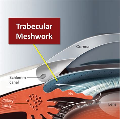 Trabecular Meshwork Anatomy - Map Of Body