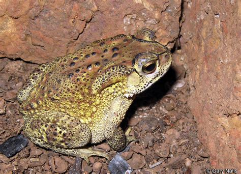 Duttaphrynus melanostictus (Asian common toad) (Bufo melanostictus)