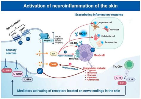 IJMS | Free Full-Text | Molecular Mechanisms of Neurogenic Inflammation ...