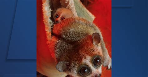 Cleveland Metroparks Zoo welcomes baby pygmy slow loris