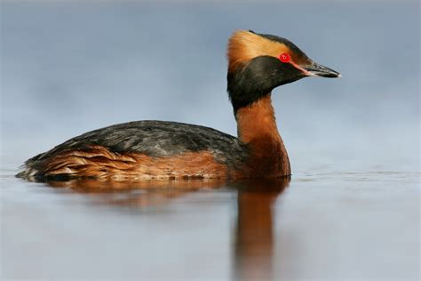 Grebe photo ID guide - BirdGuides