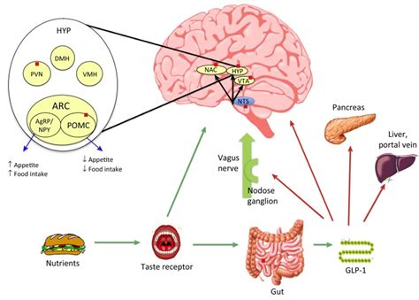 GLP-1 drugs are expected to replace insulin to be the best choice for ...