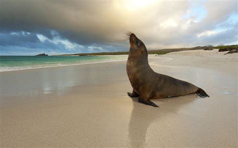seals, Animals, Sea, Beaches