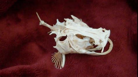 North American Flathead Catfish Skull. Pylodictis olivaris - YouTube