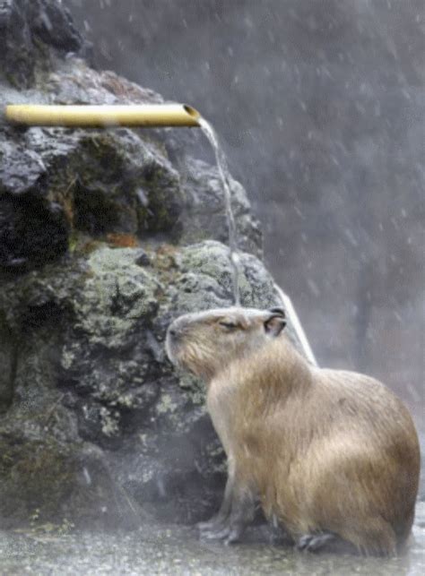 Capybara looking majestic as all get out : r/photoshopbattles