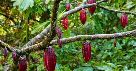 How Cocoa Beans Grow And Are Harvested Into Chocolate | HuffPost