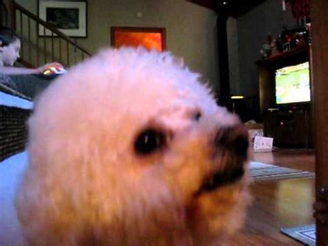 Guilty Dog Face - YouTube