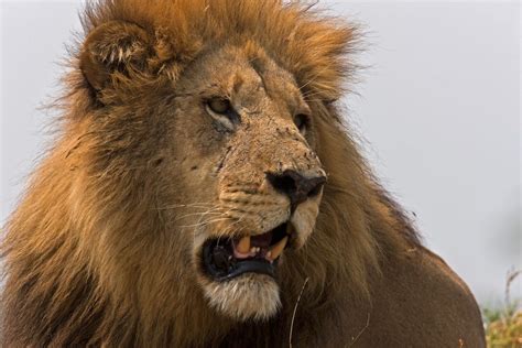 Meet Botswana's Okavango Delta lions — one of the largest cats on Earth ...