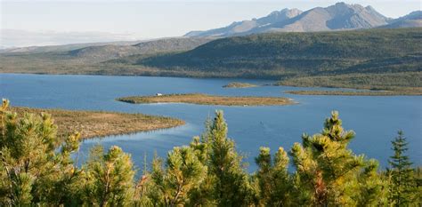 a view of taiga forest