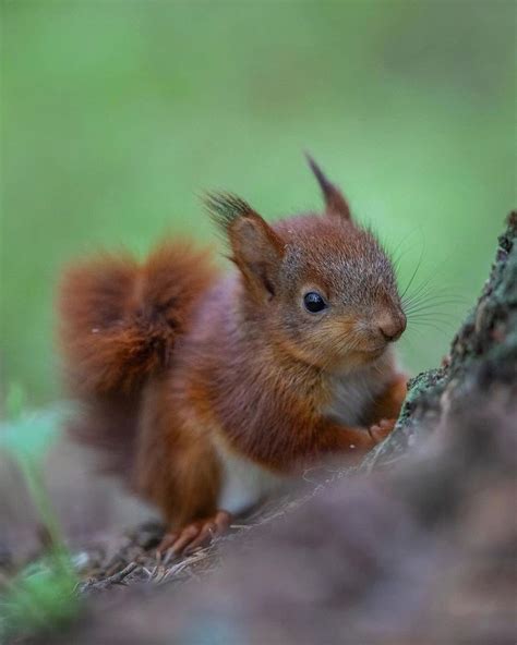 How a Wildlife Photographer Rescued Four Baby Red Squirrels | PetaPixel