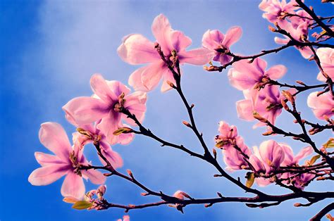 Spring Tree Free Stock Photo - Public Domain Pictures
