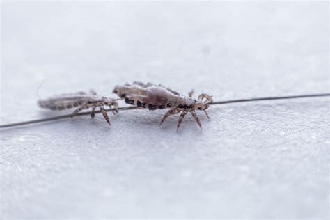 Are There Different Species of Head Lice? | Lice Clinic Quad Cities