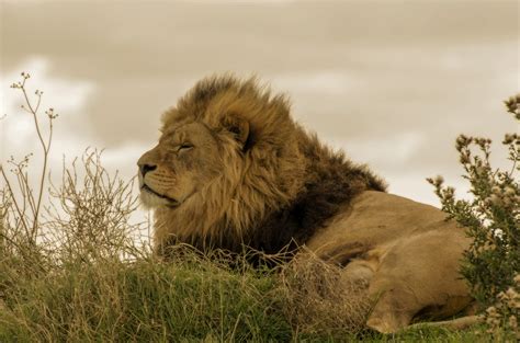 African Lion Free Stock Photo - Public Domain Pictures