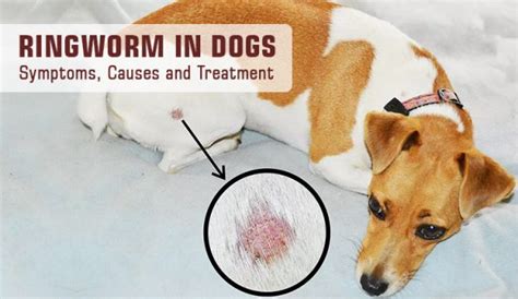Ringworm in Dogs Symptoms, Causes and Treatment