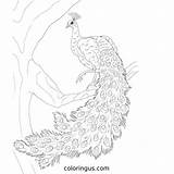 Peacock Coloring Pages  Free Printable PDF Sheets sketch template