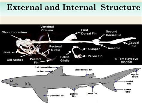 Cartilaginous fish