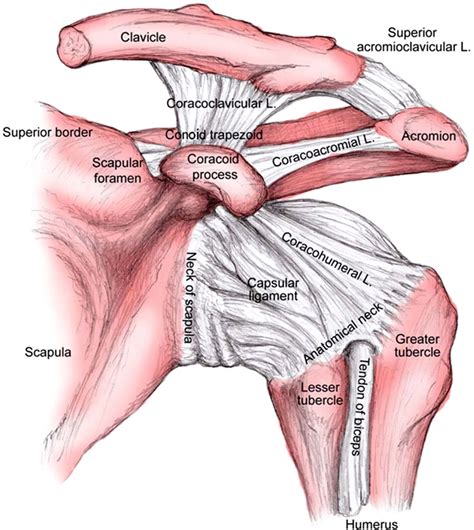 Coracoclavicular Ligament Anatomy | Health Pictures | Shoulder anatomy ...