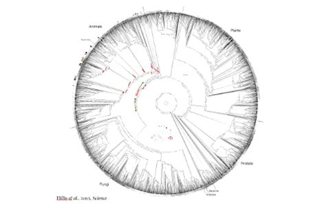 Protostomia Phylogeny by Lisa Ulrich