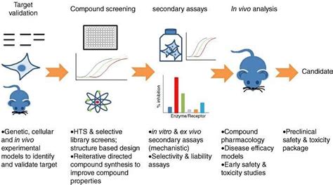 In Vivo vs In Vitro: Differences in Early Drug Discovery