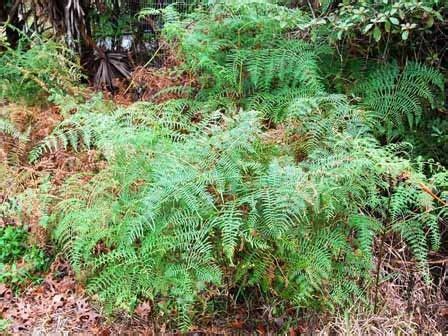 Pin by Ernie Beutel on part shade shrubs zone 9 | Shade shrubs, Shrubs ...