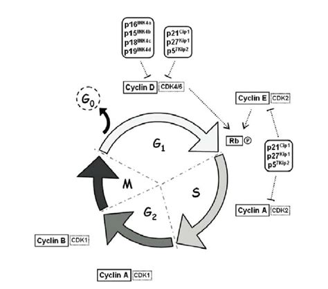 Schematic representation of the eukaryotic cell cycle. | Download ...