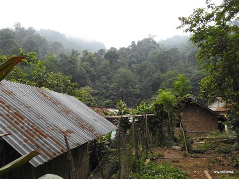 .: Hutan dan Lebah : Tabungan ekologi yang melimpah