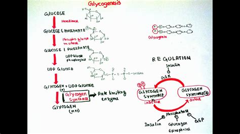 Glycogenesis - YouTube