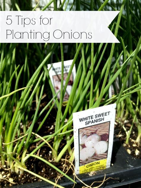 5 Tips for Growing Onions