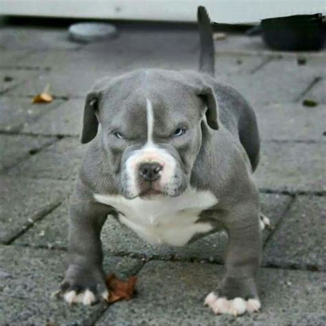 Angry dog is angry. Pitbull Dog Breed, Bully Dog, Pitbull Puppies, Pitbull Terrier, Pitbull Xxl ...