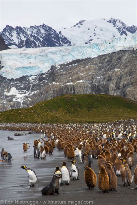 King penguins, Gold Harbour | Antarctica | Photos by Ron Niebrugge