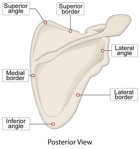 Scapula Bone (Lesson) – Human Bio Media