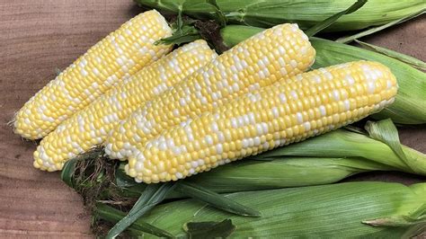 16 Must-Have Sweet Corn Varieties - Growing Produce