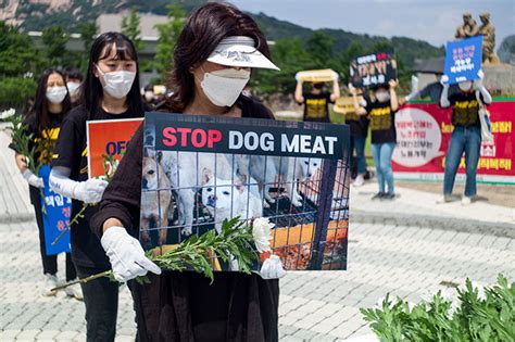 South Korea Bans Dog Meat Trade, Sparking Debate Between Older And Younger Generations | Bored Panda