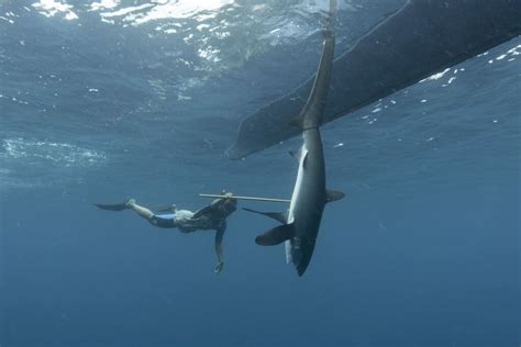 How Endangered Thresher Sharks in Indonesia are Recovering by Empowering Local Fishermen