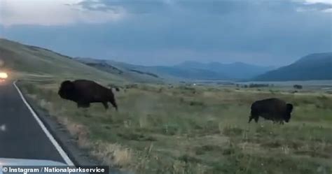 Moment angry bison hurls rival through the air as animals clash in the ...