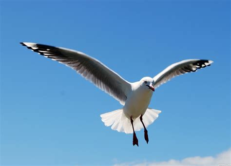 Free photo: Seagull In Flight - Animal, Seagull, Nautical - Free Download - Jooinn