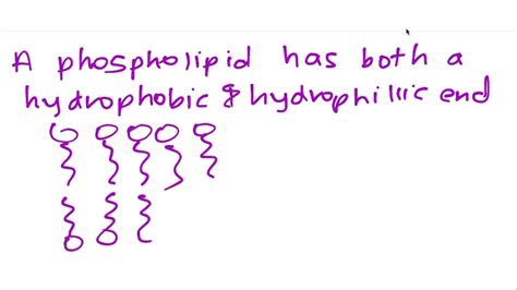 SOLVED:The class of lipid that has both a hydrophilic and a hydrophobic ...