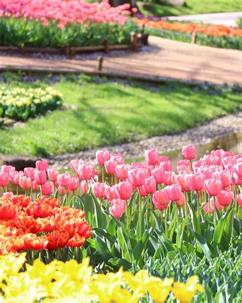 Dạo một vòng quanh những vườn hoa tulip trên thế giới rộng lớn và xinh đẹp