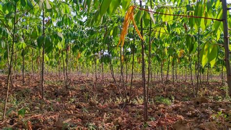 Premium Photo | Cassava tree plantations cassava trees