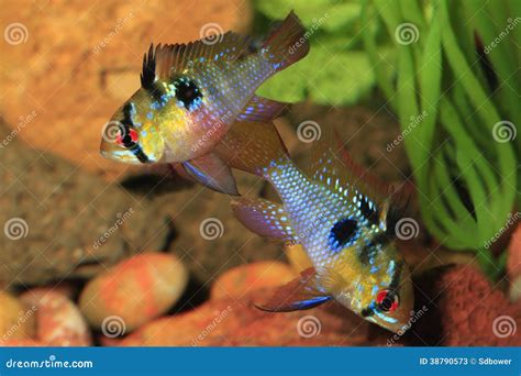 Pair Of German Ram Tropical Fish In Breeding Color Stock Image - Image of black, apistogramma ...