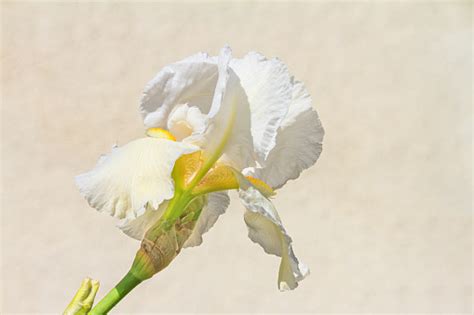 Closeup Bunga Iris Putih Di Latar Belakang Alami Pada Hari Yang Cerah Foto Stok - Unduh Gambar ...