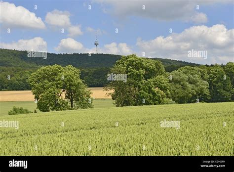 Green deciduous trees between the fiels hillside the low mountain range Deister with a ...