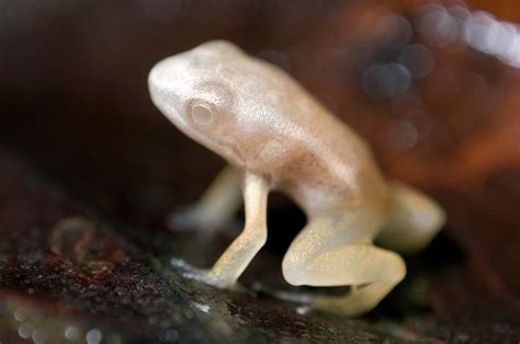 Albino Frog Photograph by Sinclair Stammers/science Photo Library | Fine Art America