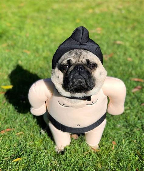 a small pug dog wearing a black hat