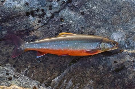 Seeungeheuer! Die 10 größten Trophäenfische, die jemals in Alaska ...