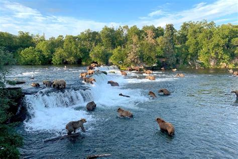 Are there Bears in Texas? - A-Z Animals