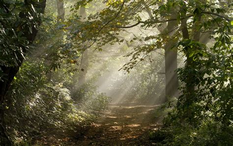 Scenic Fall Path: A Sunlit HD Wallpaper of Nature's Beauty